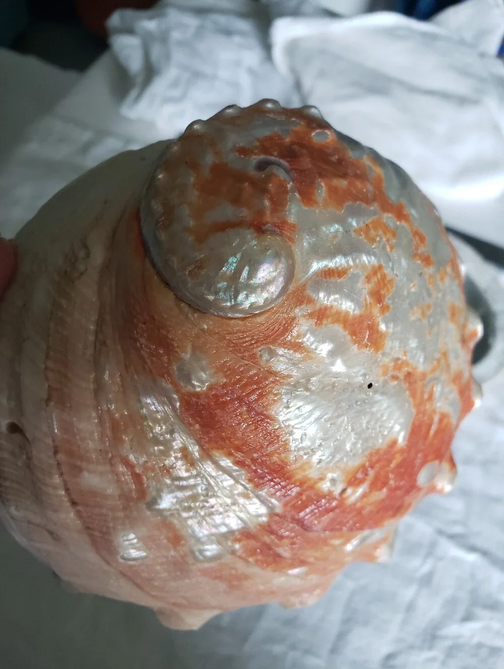 2  Natural Abalone Shells